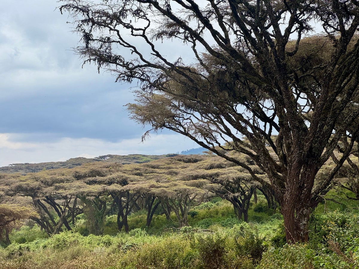 Acacia trees