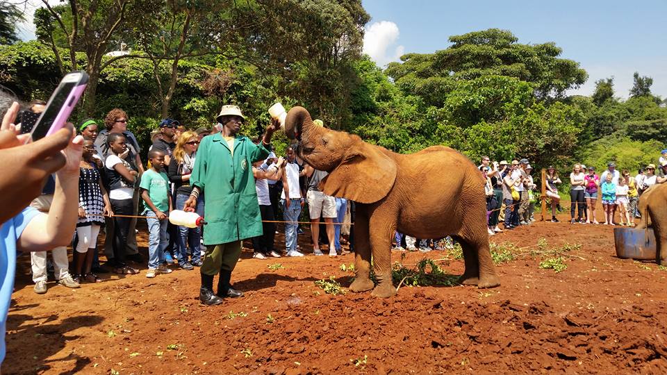 Baby Elephant Orphanage Nairobi