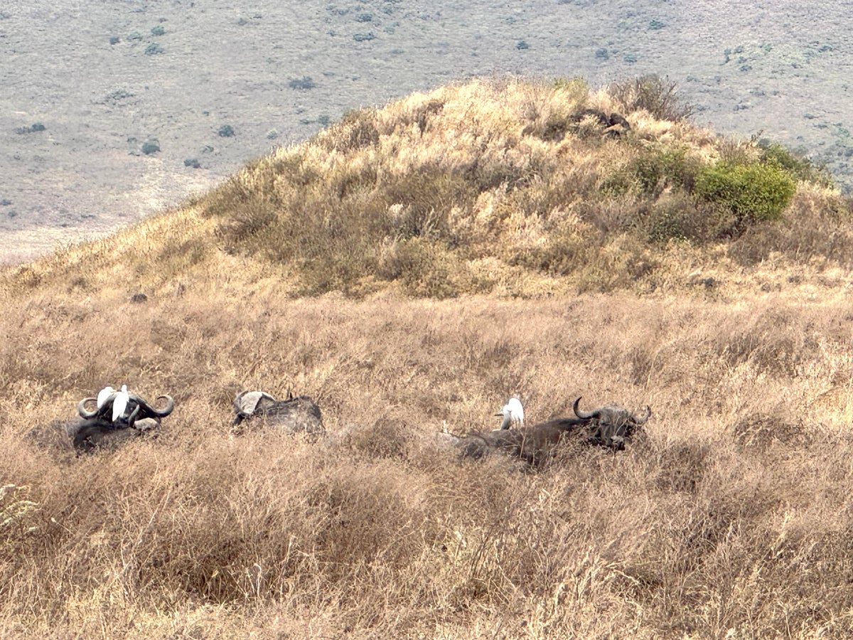Buffalo on Tanzanian safari in the Ngorongoro Crater