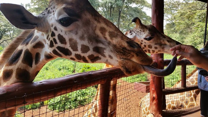 Feeding Giraffes Nairobi Feeding Giraffes Nairobi