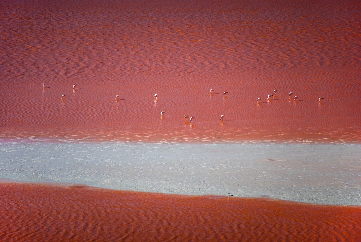 Laguna Colorada