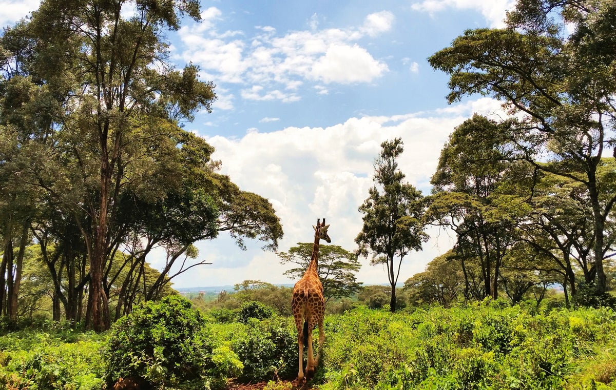 Nairobi Giraffe Walking