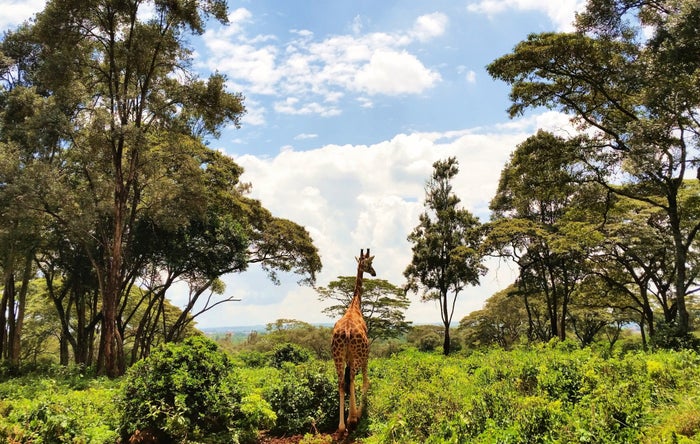 Nairobi Giraffe Walking Nairobi Giraffe Walking