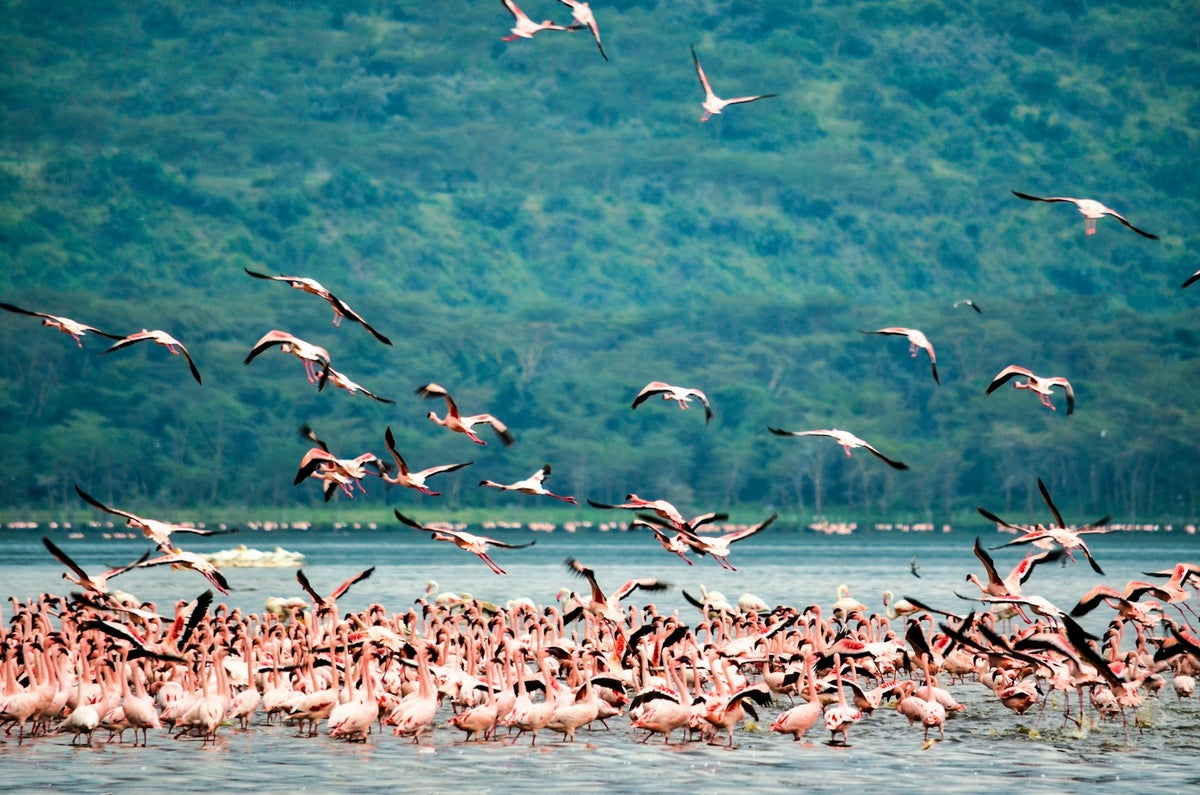 Nakuru Lake flamingos