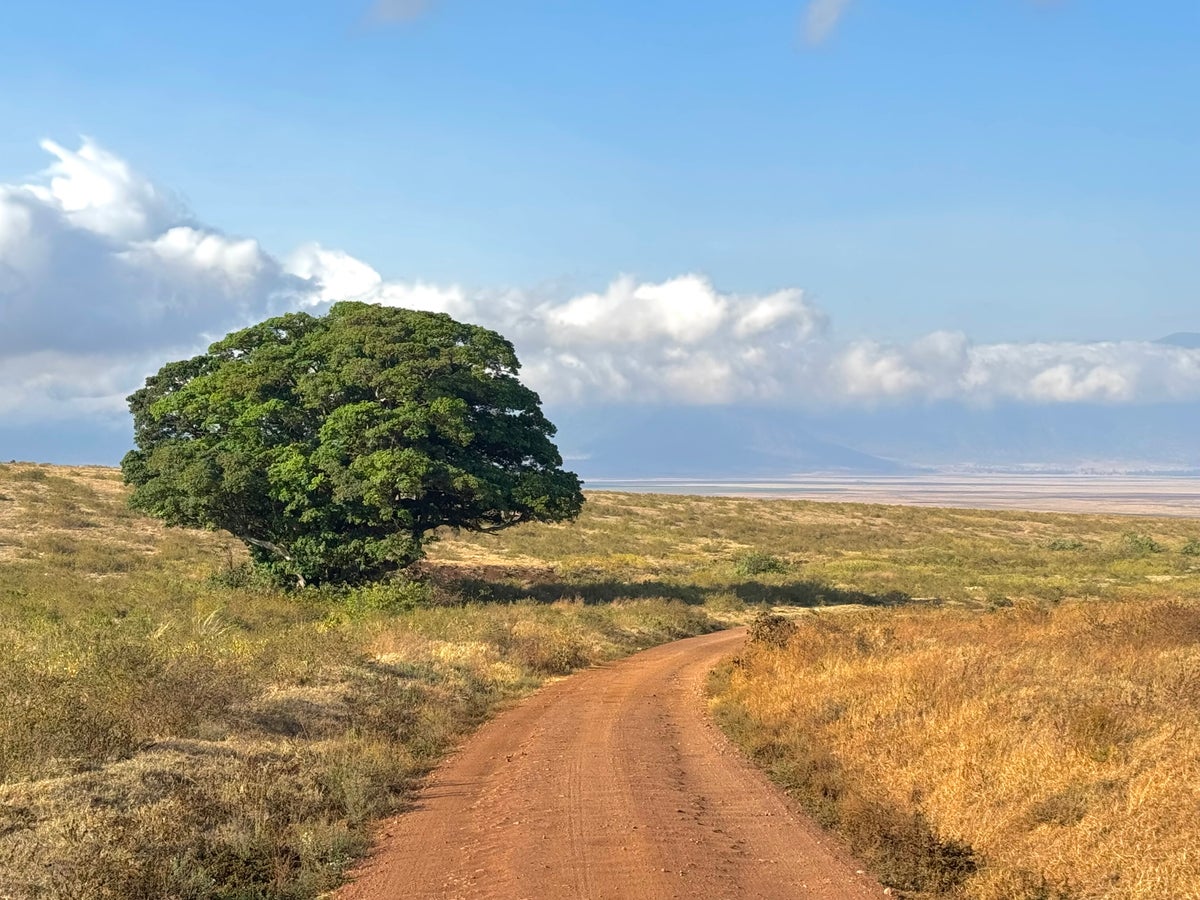 Ngorongoro Crater beatiful tree