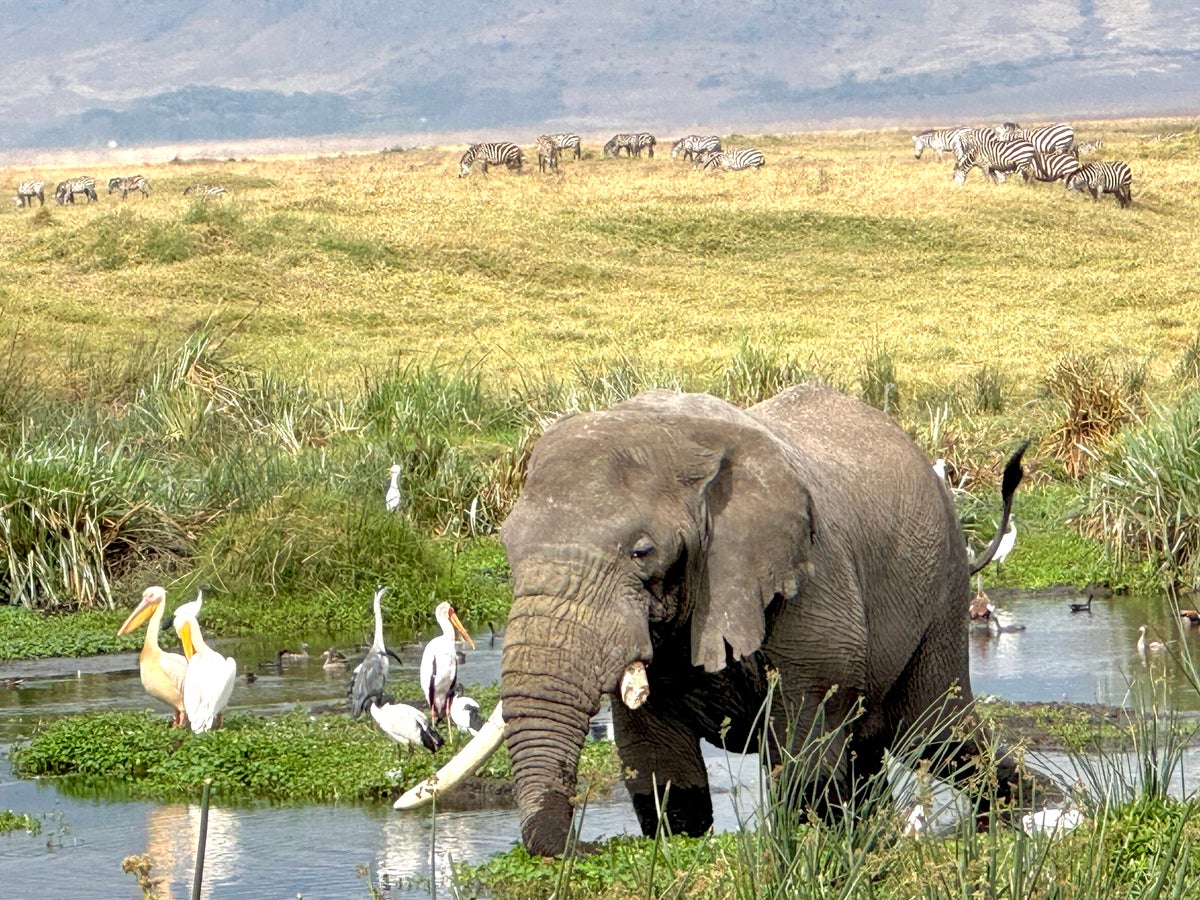Ngorongoro Crater elephant
