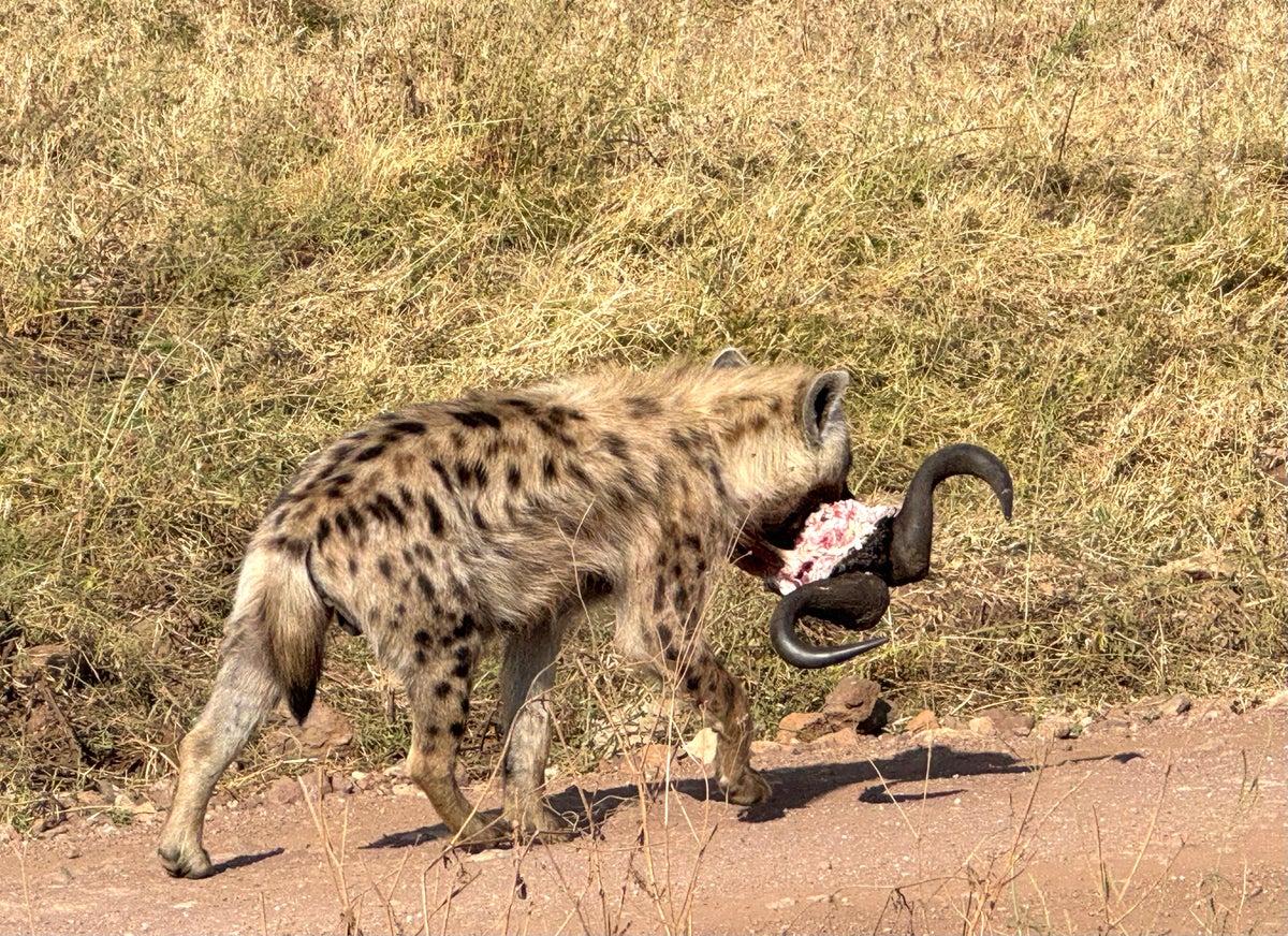 Ngorongoro Crater hyena