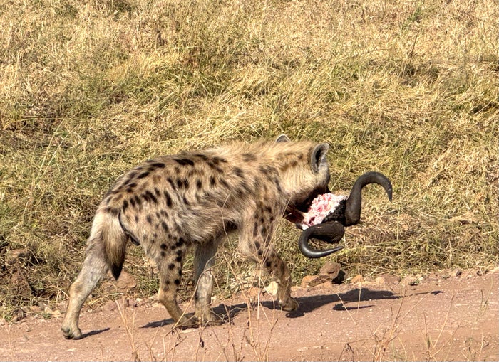 Ngorongoro Crater hyena