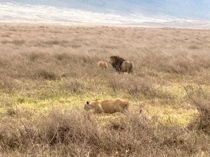 Ngorongoro Crater lions