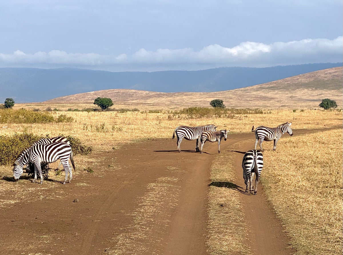Ngorongoro Crater safari zebras