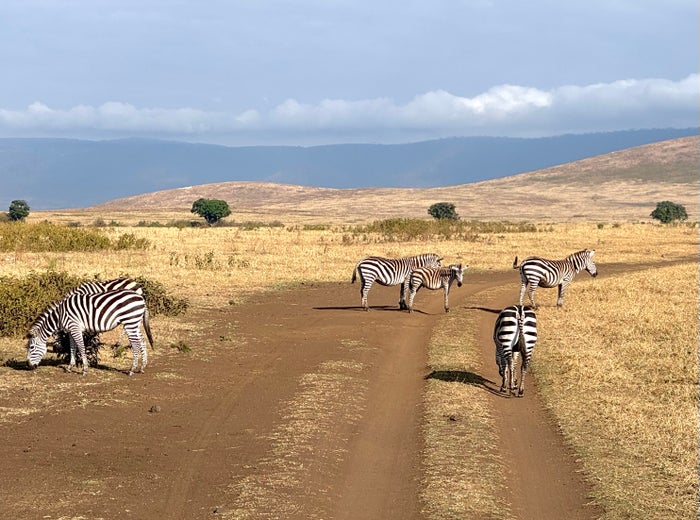 South Africa Safari Ngorongoro Crater safari zebras