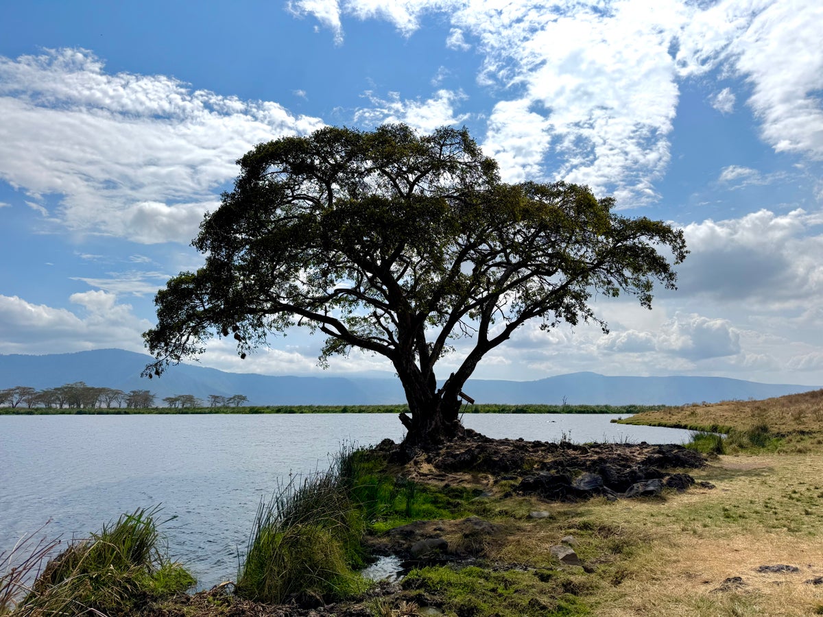 Ngorongoro Crater tree by a lake