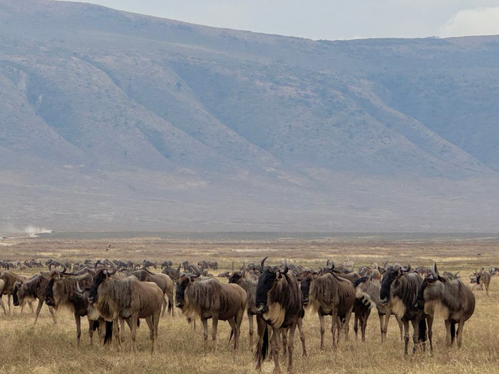 Ngorongoro Crater wildebeast