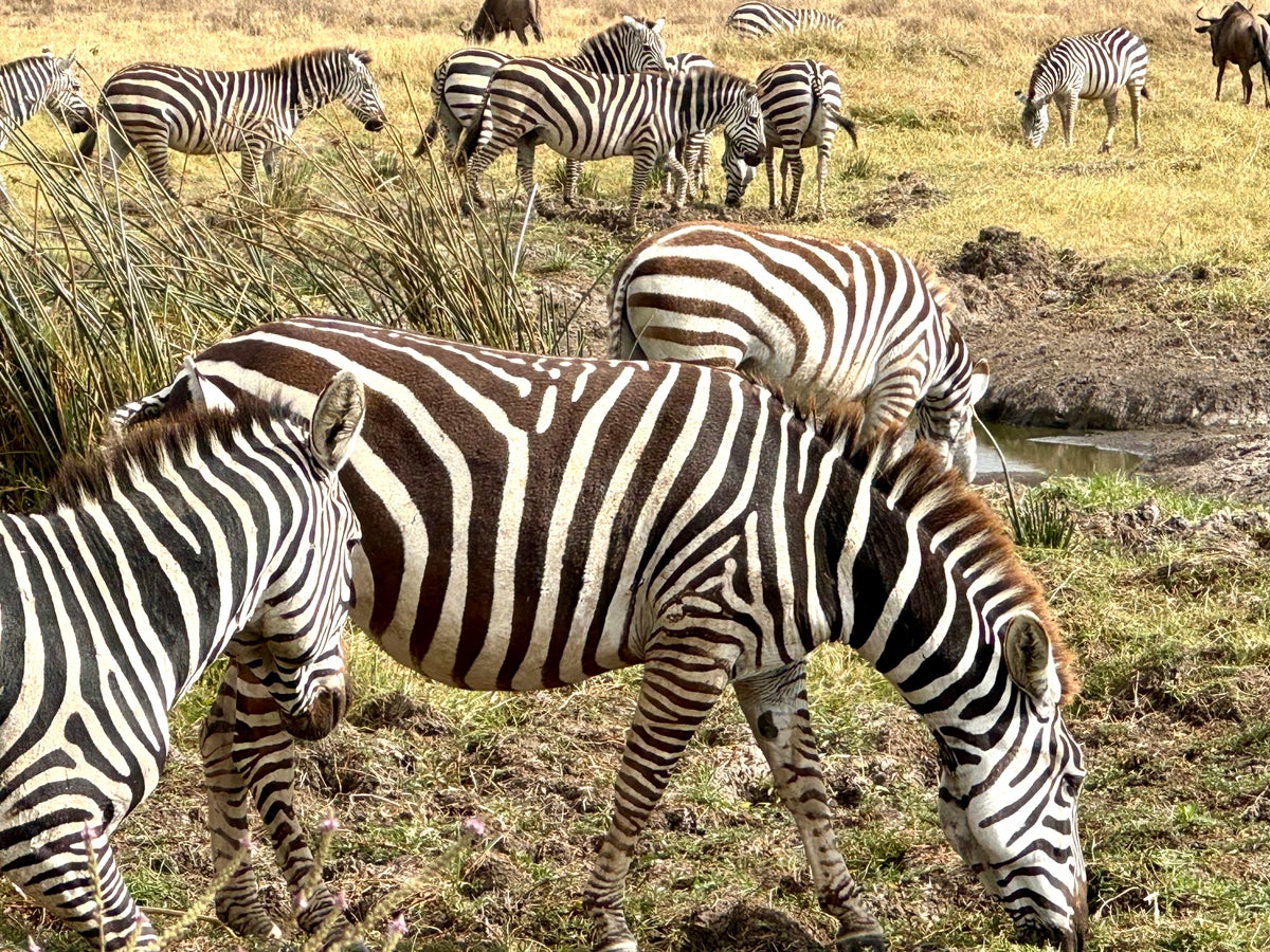 Ngorongoro Crater zebra close up