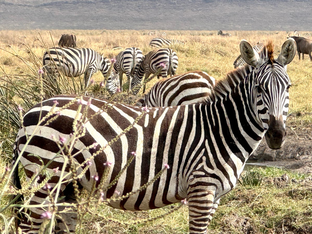Ngorongoro Crater zebra pose
