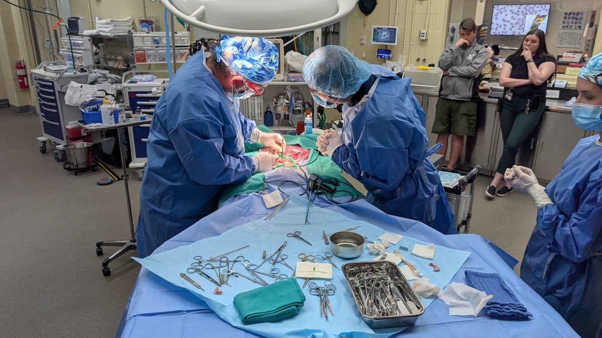 Surgery at Animal Kingdom