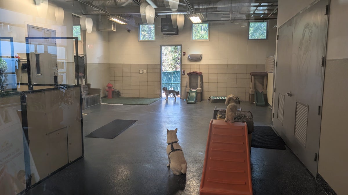 Best Friends Pet Hotel Orlando dog daycare room