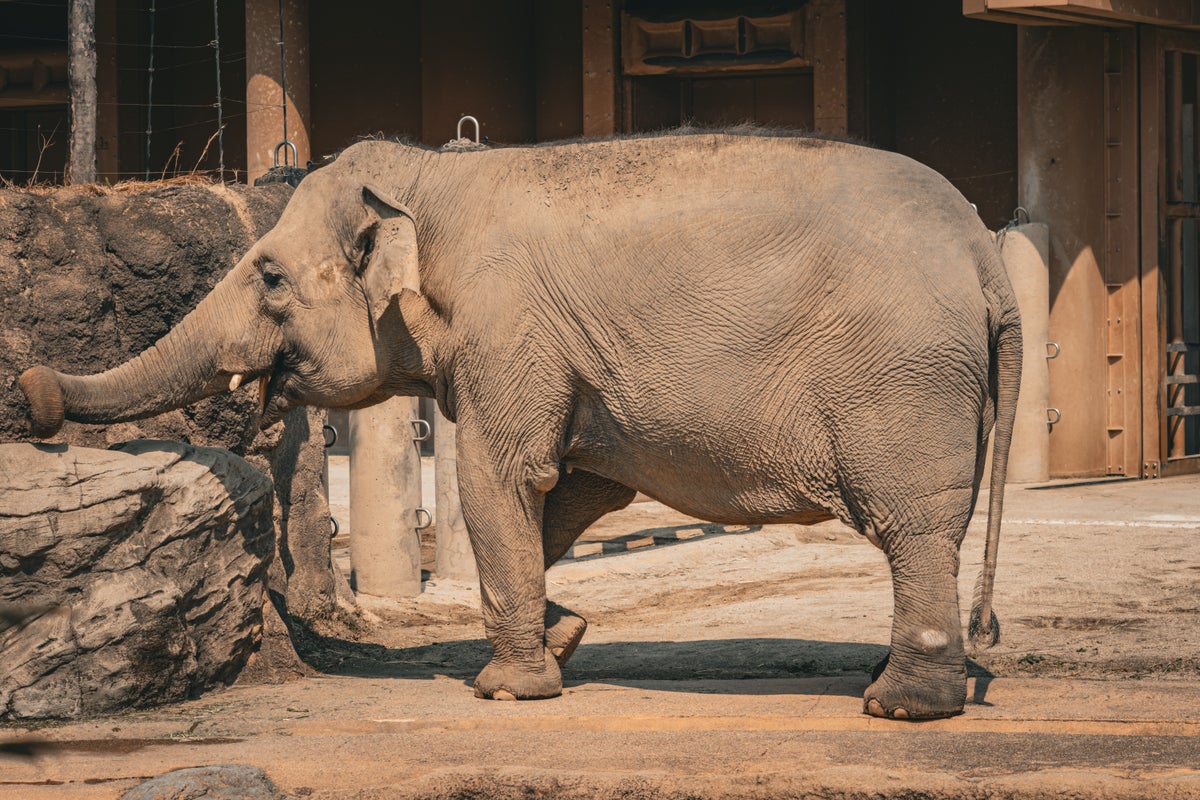 Nagoya Zoo elephant