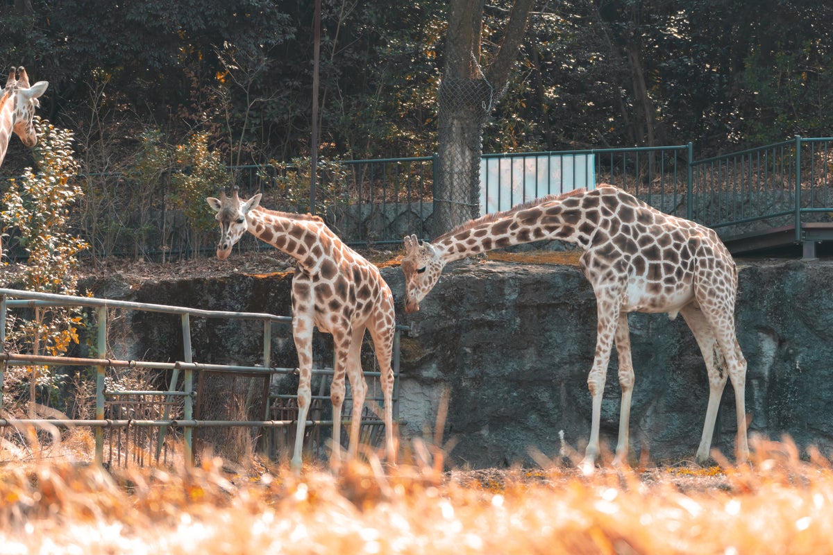 Nagoya Zoo giraffe