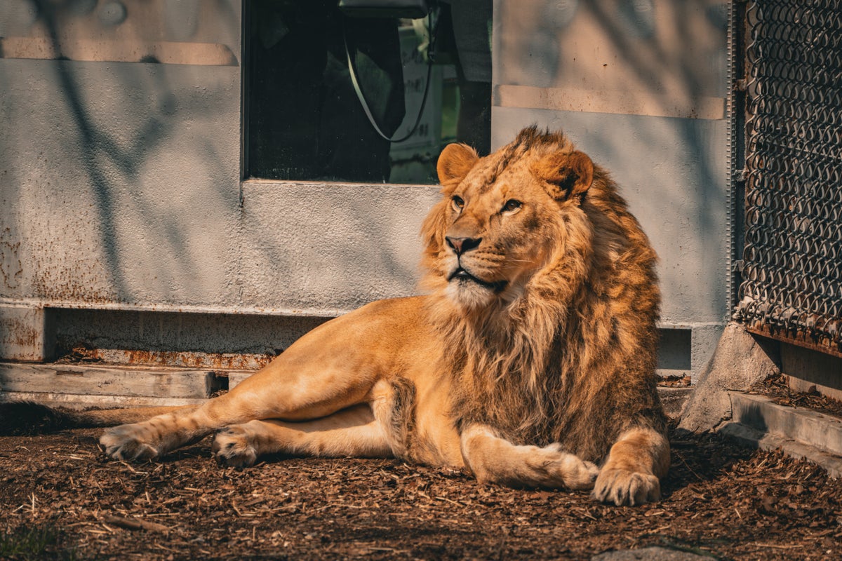 Nagoya Zoo lion