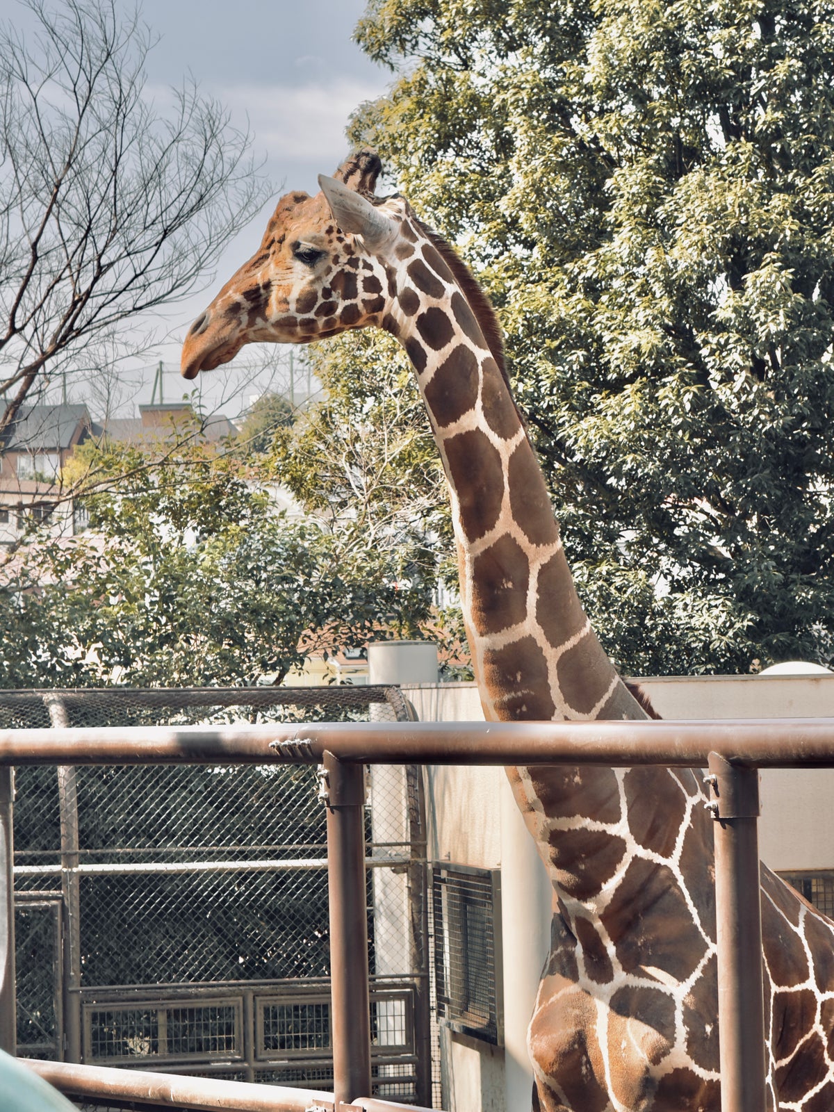 Nogeyama Zoo Yokohama giraffe