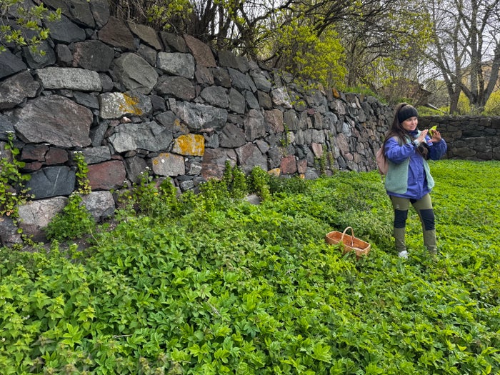 Suomenlinna Helsinki foraging walk Suomenlinna Helsinki foraging walk