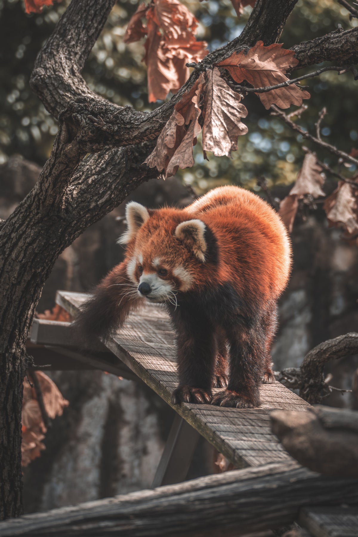 Yokohama Nogeyama zoo red panda