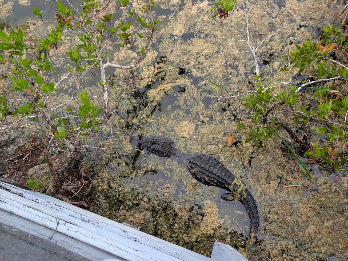 Florida Overseas Highway road trip Blue Hole Observation at the National Key Deer Refuge