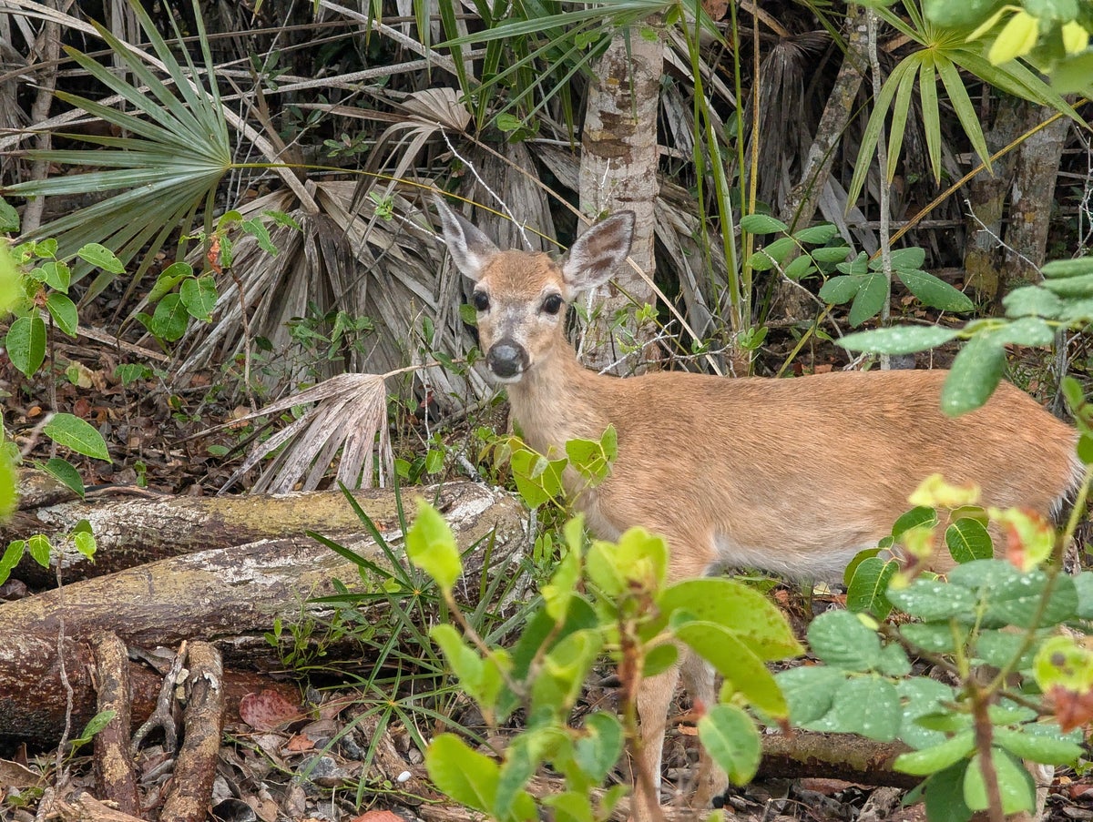 Florida Overseas Highway road trip Blue Hole Observation back view at the National Key Deer Refuge small key deer