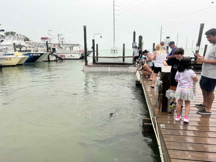 Florida Overseas Highway road trip Robbies Marina feeding dock