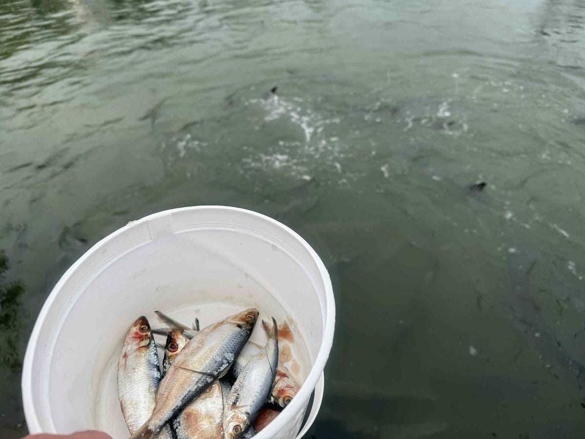 Florida Overseas Highway road trip Robbies Marina fish bucket