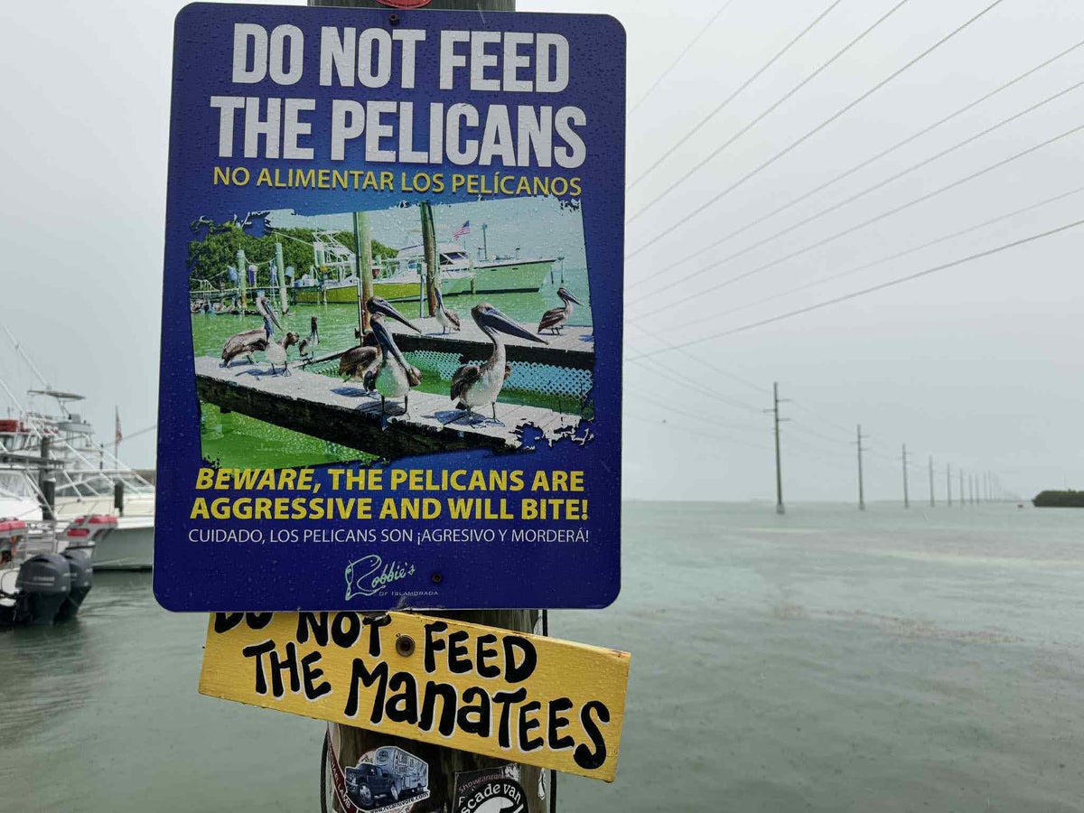 Florida Overseas Highway road trip Robbies Marina pelican and manatees