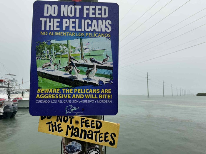 Florida Overseas Highway road trip Robbies Marina pelican and manatees