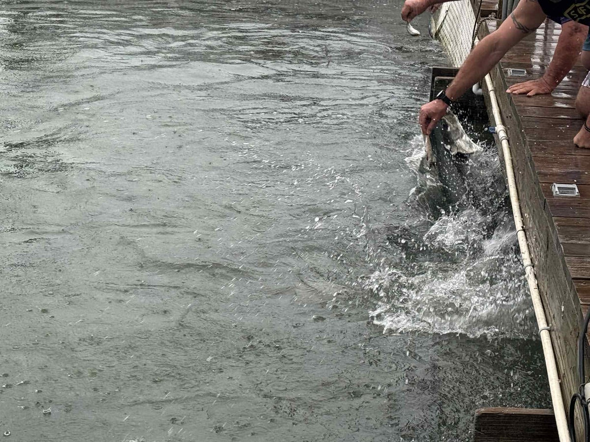 Florida Overseas Highway road trip Robbies Marina tarpon feeding