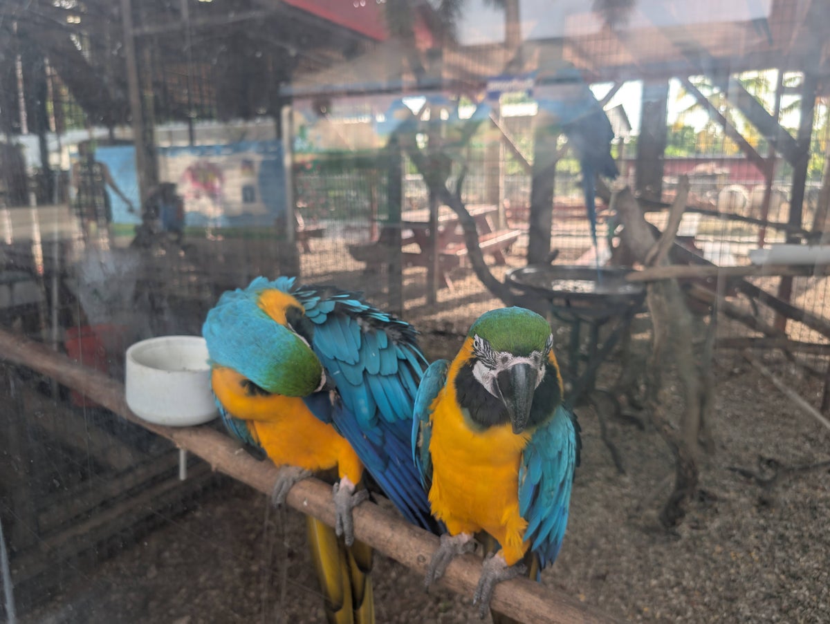 Florida Overseas Highway road trip Robert is Here fruit stand parrots