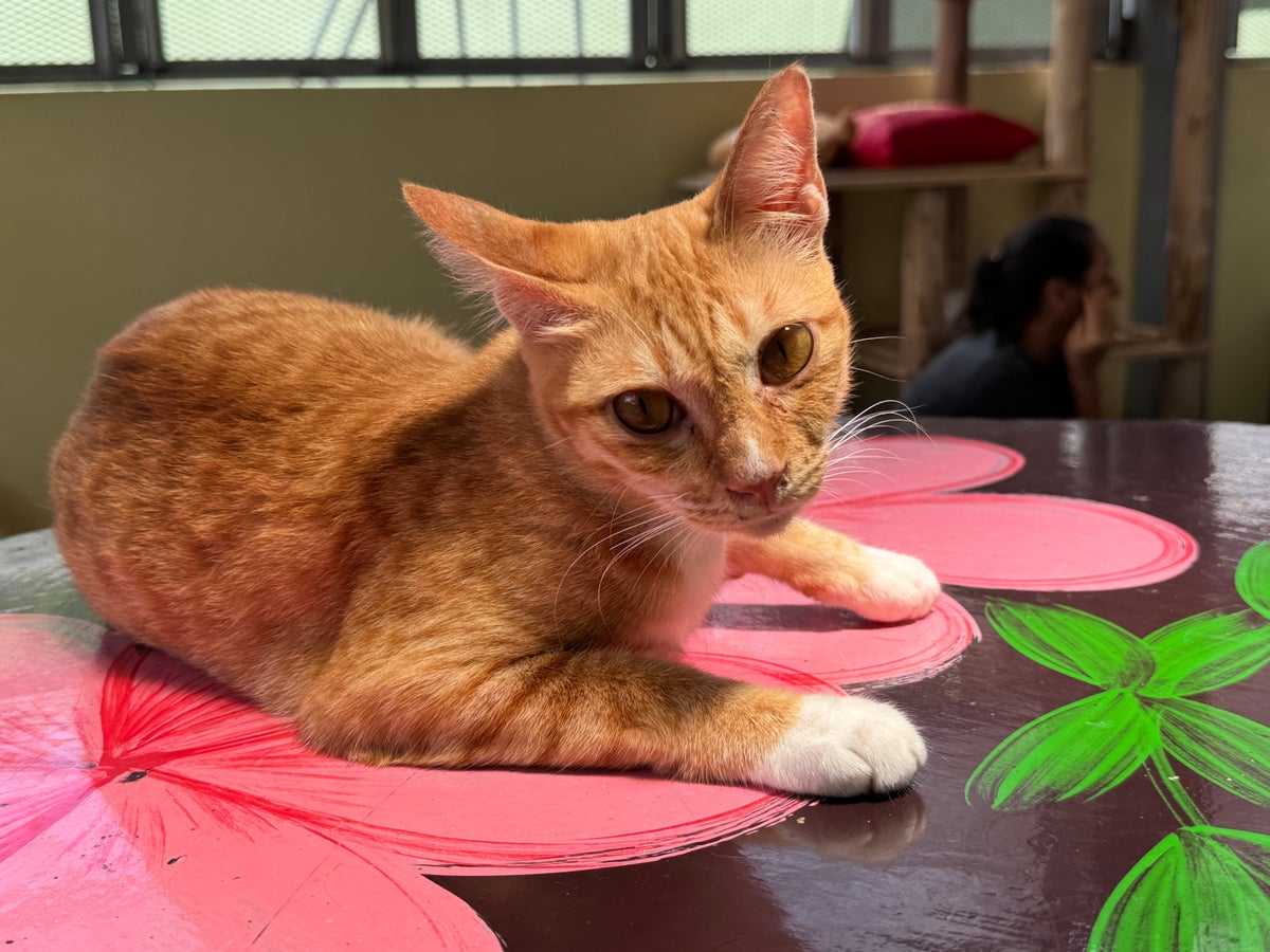 Soi Dog cattery