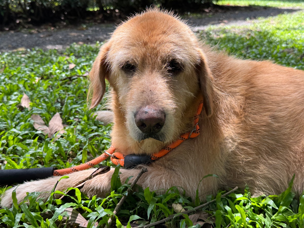 Soi Dog elderly dog