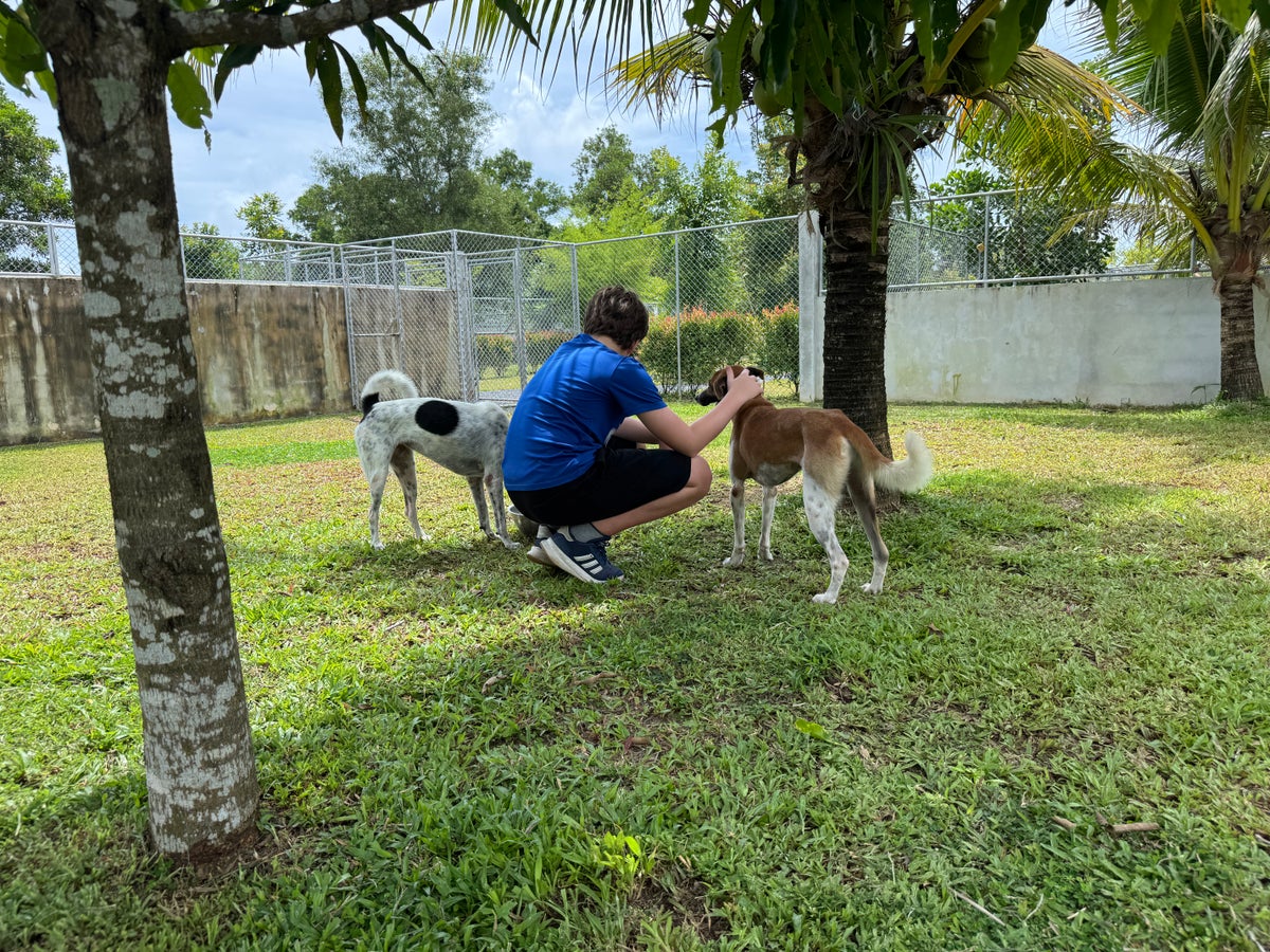 Soi Dog off lead run
