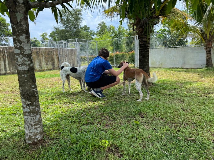 Soi Dog off lead run Soi Dog off lead run