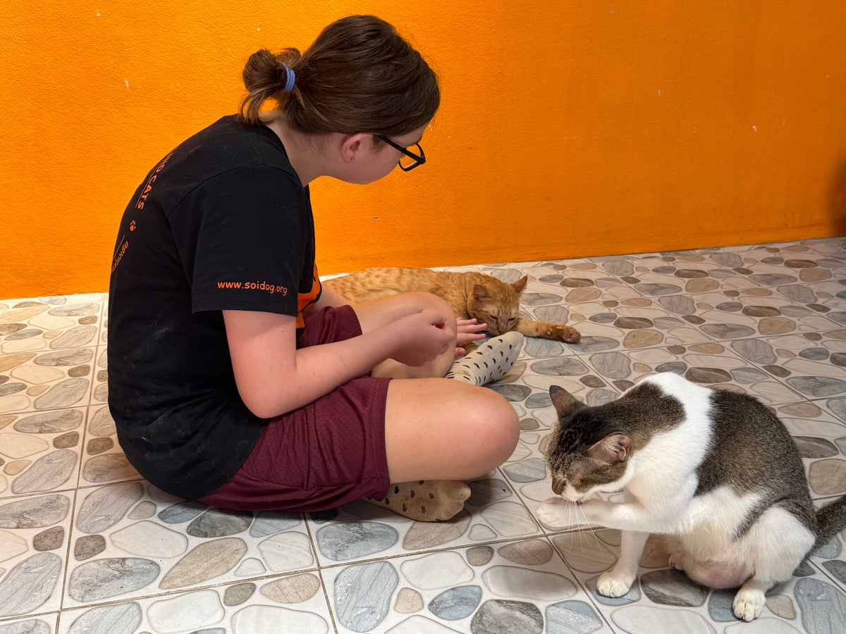 Soi Dog playing with cats