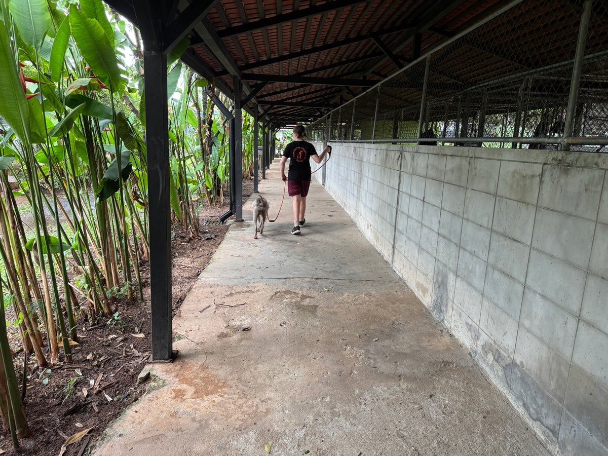 Soi Dog walking by kennels