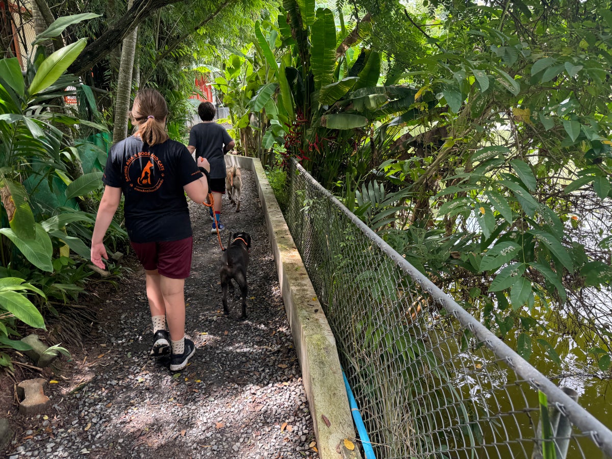 Soi Dog walking by lake