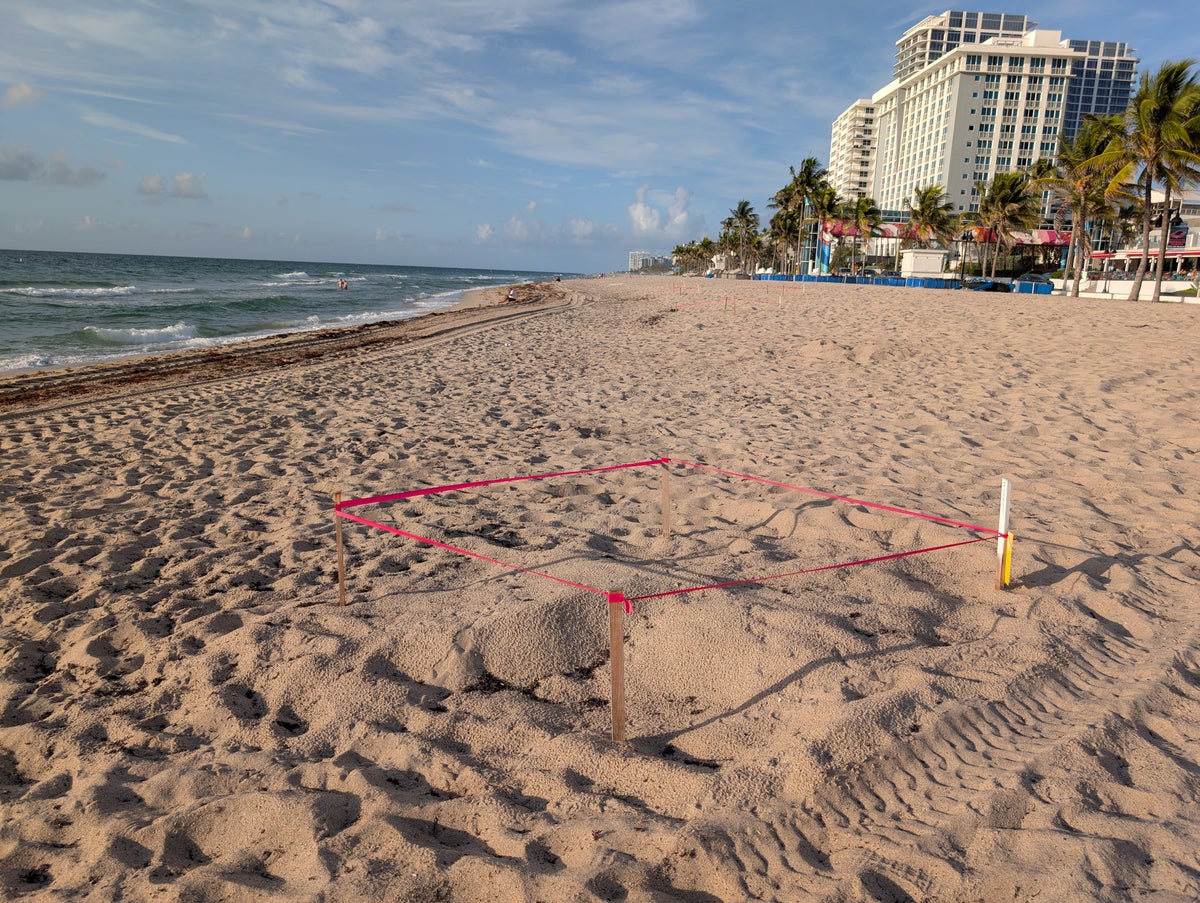 W Fort Lauderdale amenities beach sea turtle nest
