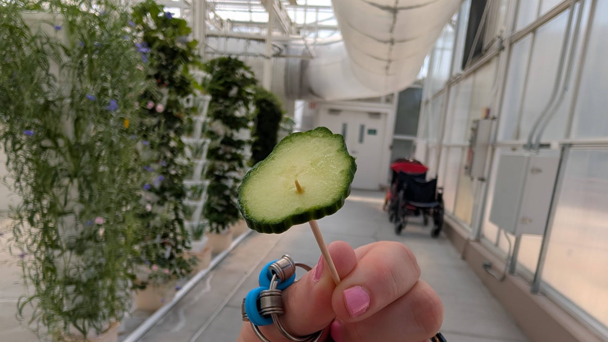 Cucumber sampling in the Production Greenhouse at EPCOT The Land Behind the Seeds Tour