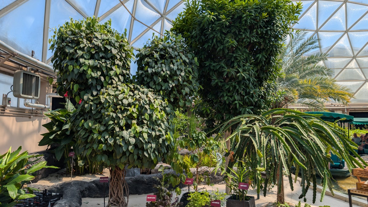 Hidden Mickey black pepper tree in the Tropics Greenhouse at EPCOT The Land Behind the Seeds Tour