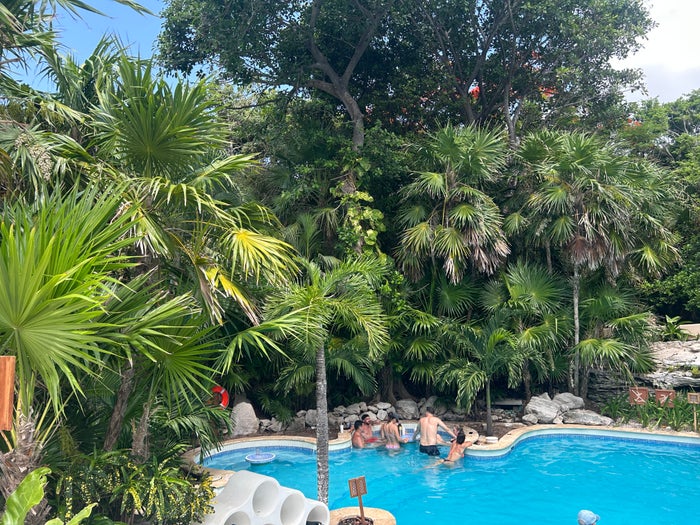 Swimming pool and foliage