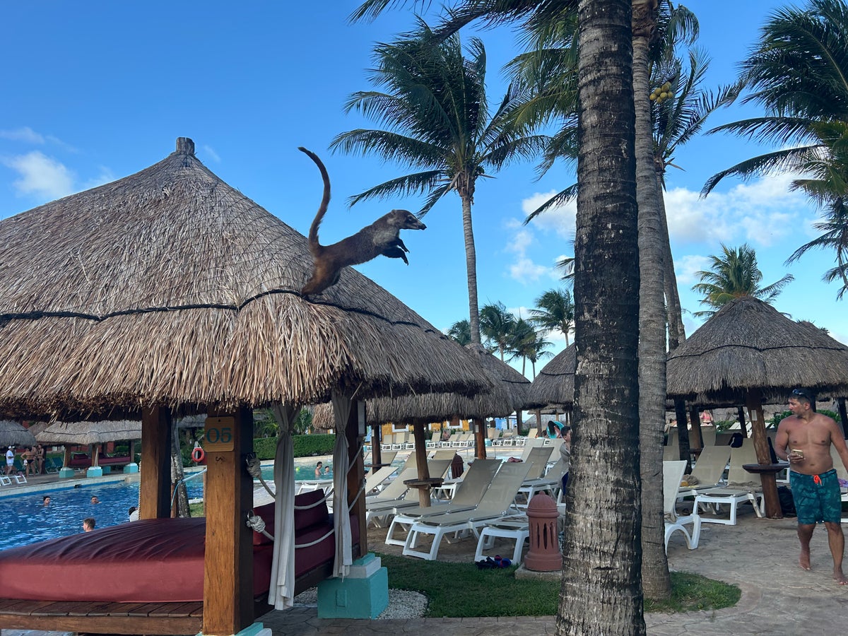Iberostar Waves Quetzal coati