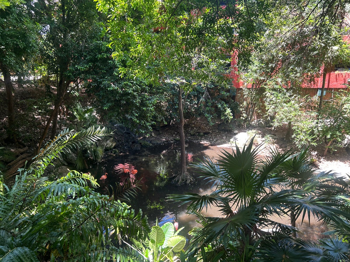 Iberostar Waves Quetzal flamingos