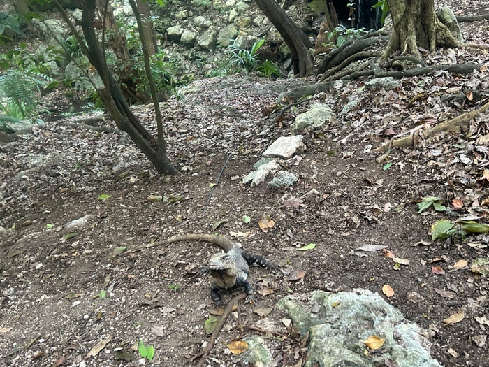 Iberostar Waves Quetzal iguana