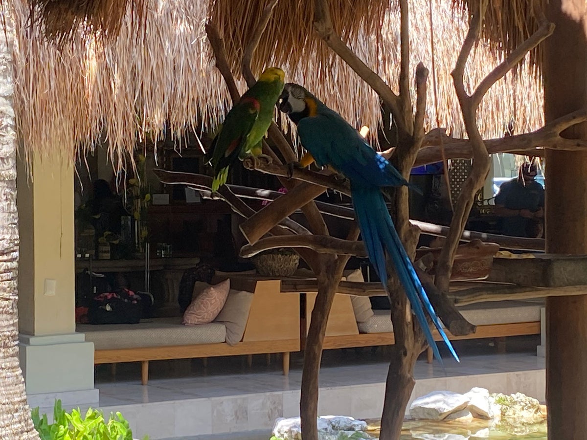 Lucy in Iberostar Quetzal Lobby